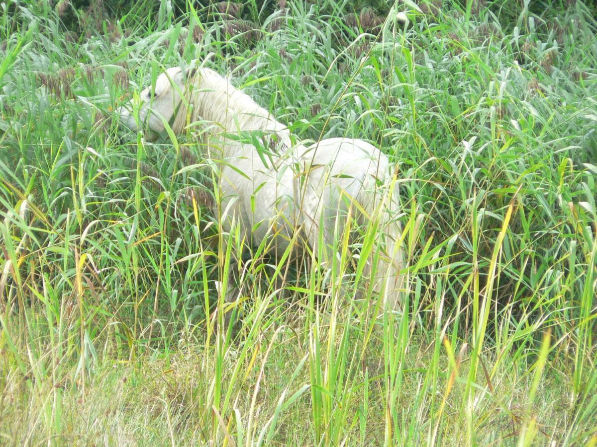 Gaestehaus Cheval Blanc Lorch am Rhein Buitenkant foto