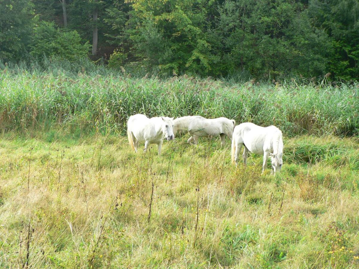 Gaestehaus Cheval Blanc Lorch am Rhein Buitenkant foto